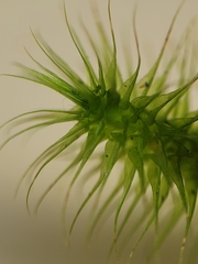 Breutelia pendula