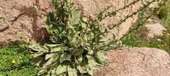 Verbascum rotundifolium