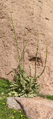 Verbascum rotundifolium