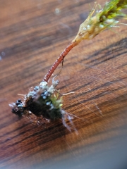 Breutelia pendula