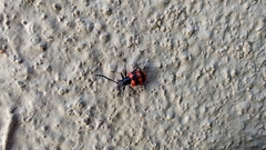 Neolema fasciata