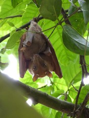Epomophorus gambianus