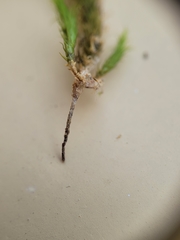Breutelia pendula