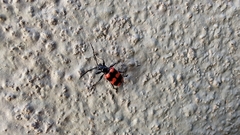 Neolema fasciata
