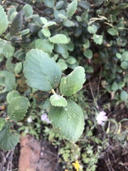 Cercocarpus betuloides blancheae