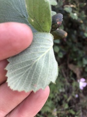 Cercocarpus betuloides blancheae