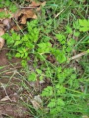 Anthriscus cerefolium