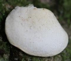 Conchomyces bursiformis