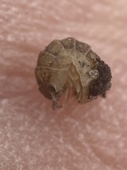 Armadillidium vulgare