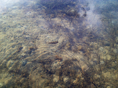 Tetractenos hamiltoni