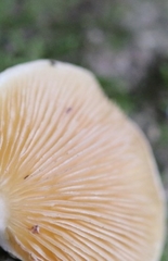 Conchomyces bursiformis