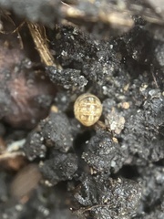 Armadillidium vulgare