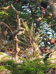 Tillandsia cucaensis