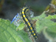 Callimorpha dominula