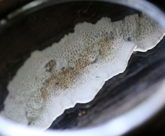 Oxychaete cervinogilva