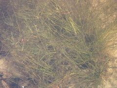 Eleocharis baldwinii