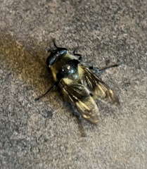 Criorhina nigripes