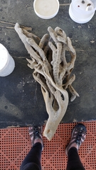 Axinella polycapella