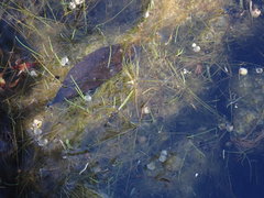 Eleocharis baldwinii