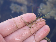 Eleocharis baldwinii