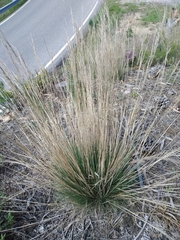 Agrostis curtisii