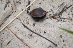 Mucuna sloanei