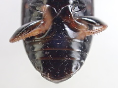 Amara insignis