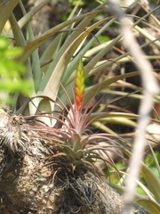 Tillandsia concolor