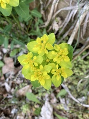 Euphorbia epithymoides