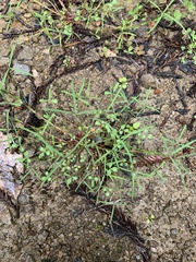 Trifolium willdenovii
