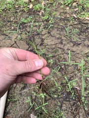 Trifolium willdenovii