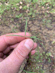 Trifolium willdenovii