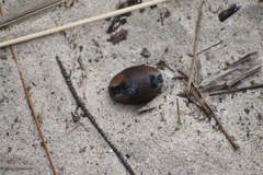 Mucuna sloanei