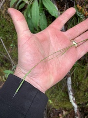 Deschampsia elongata