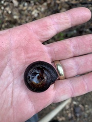 Monadenia infumata