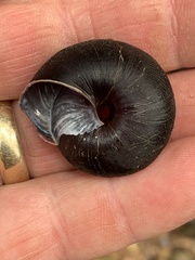 Monadenia infumata