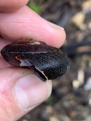 Monadenia infumata
