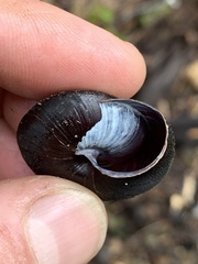 Monadenia infumata