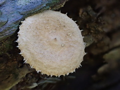 Lactarius gracilis