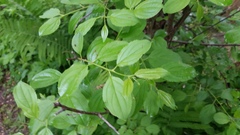 Rhamnus cathartica