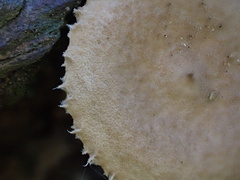 Lactarius gracilis