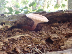 Lactarius gracilis