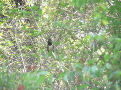 Pipilo maculatus × ocai