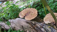 Cerioporus squamosus