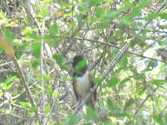 Pipilo maculatus × ocai