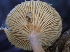 Lactarius gracilis