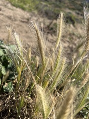 Hordeum marinum