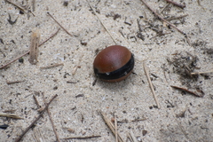 Mucuna sloanei