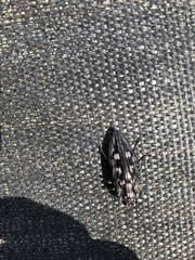 Chalcophora georgiana