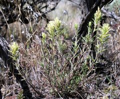 Castilleja thompsonii